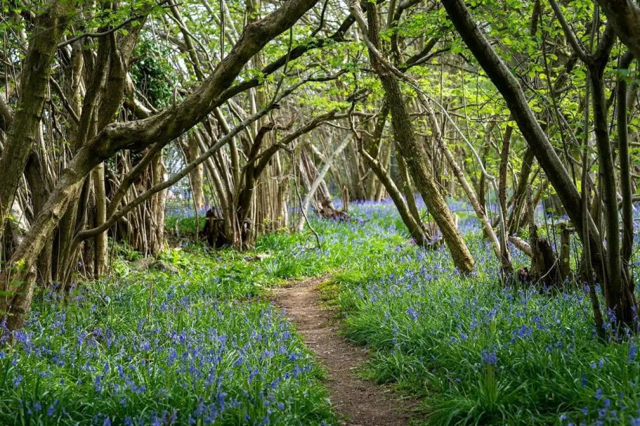 New Forest | Direct Cremations A wooded path lined with bluebells and surrounded by trees.
