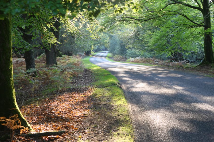 Brockenhurst | Direct Cremations A winding road through a verdant forest with sunlight filtering through the trees.