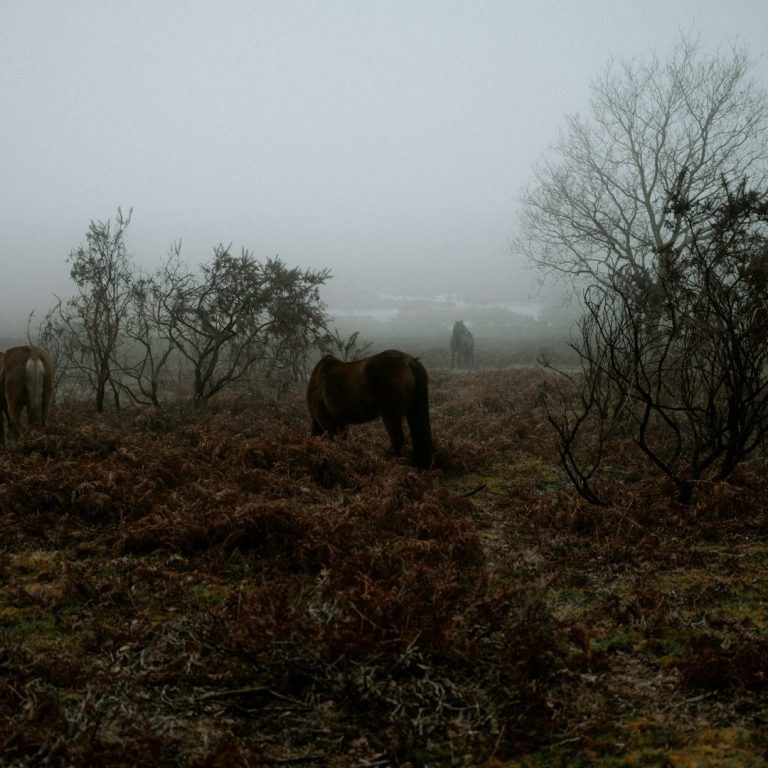 Two horses graze in a misty landscape surrounded by trees and bracken.