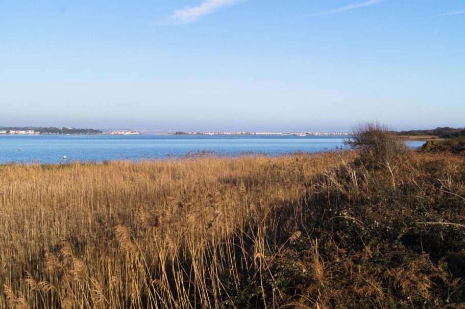 Christchurch | Direct Cremations A serene landscape featuring tall grasses by a calm blue water body under a clear sky.